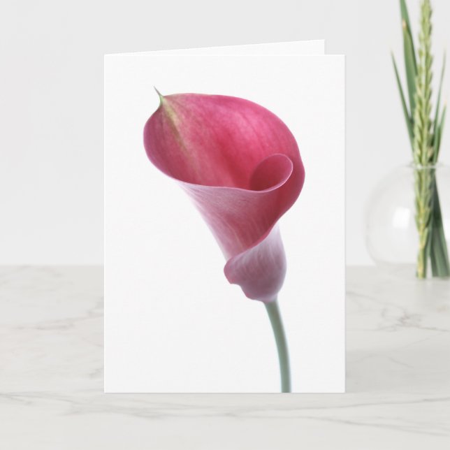 Carte pourpre de zantedeschia (Devant)