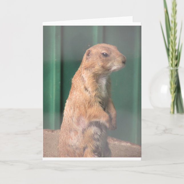 Carte Prarie chien. (Devant)