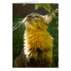 Carte Precious Kitty All Occasion (vide)