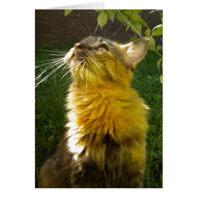 Carte Precious Kitty All Occasion (vide) (Devant)