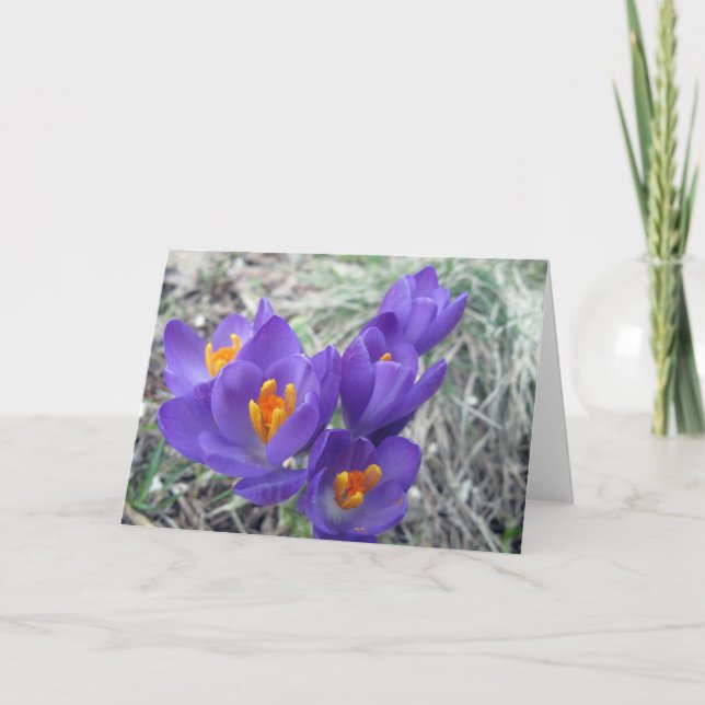 Carte Premières fleurs de ressort (Devant)