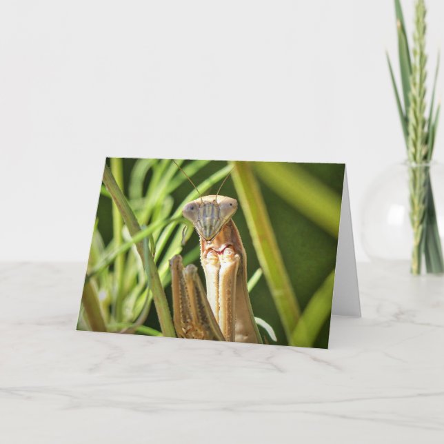 Carte Prier Mantis (Devant)