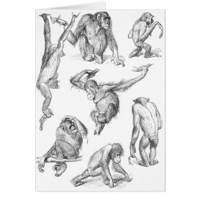 Carte Primates (Devant)