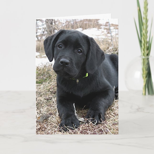 Carte Printemps en attente - Labrador Puppy - Black Lab (Devant)