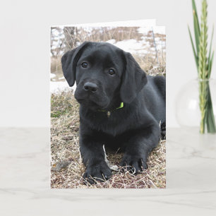 Carte Printemps en attente - Labrador Puppy - Black Lab