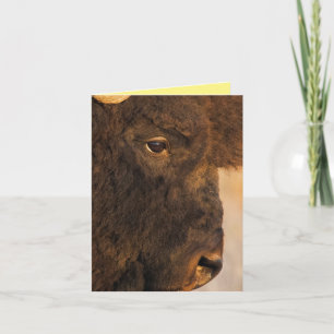 Carte Profil de Buffalo