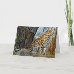 Carte Profil Leopard