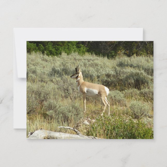 Carte Pronghorn au Parc national de Grand Teton (Devant)