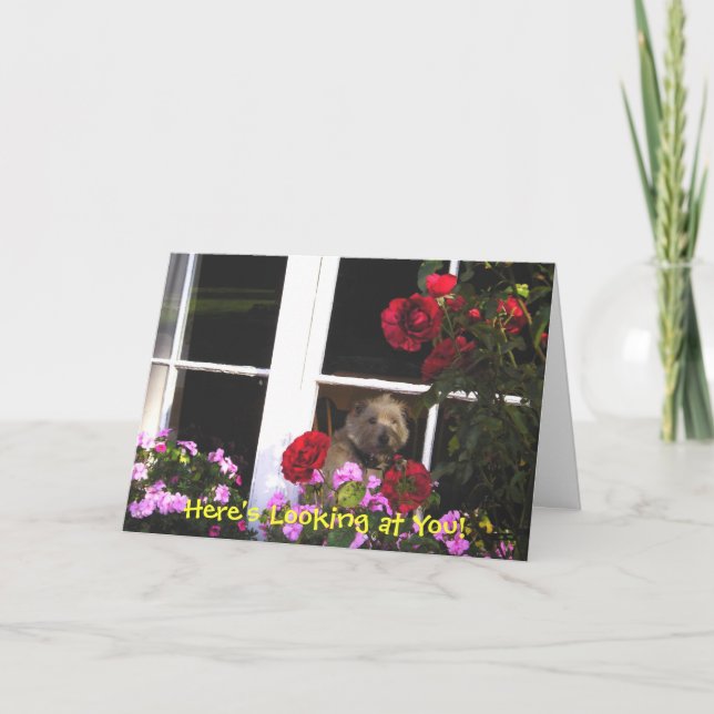Carte Proverbe Irlandaise Dog in Window (Devant)