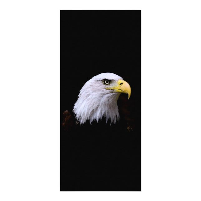 Carte Publicitaire Bald Eagle - American Eagle Rack Card (Devant)