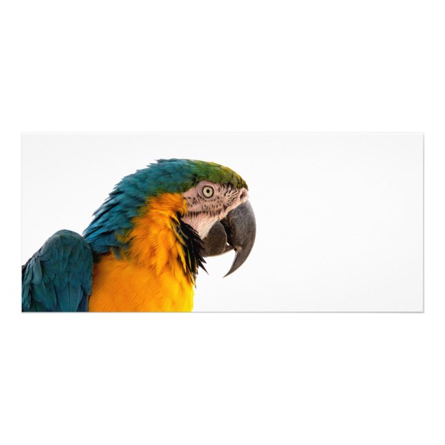 Carte Publicitaire Notes post-it de perroquet (Devant)