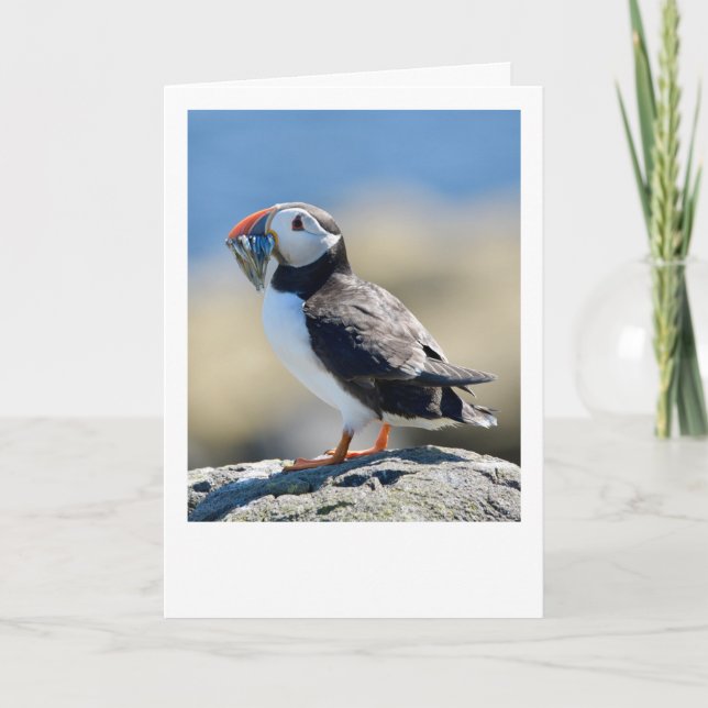 Carte Puffin (Devant)