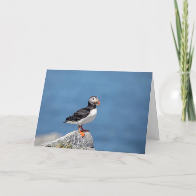 Carte Puffin Atlantique en Machias, Maine (Devant)