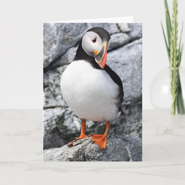 Carte Puffin de l'Atlantique (Devant)