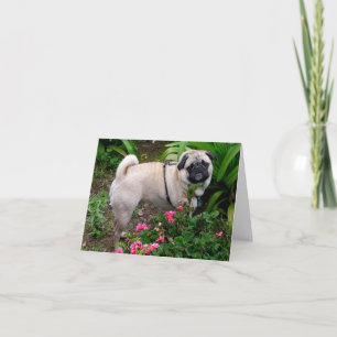 Carte Pug Puppy Dog Blank Greeting Note