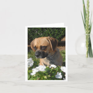 Carte Puggles
