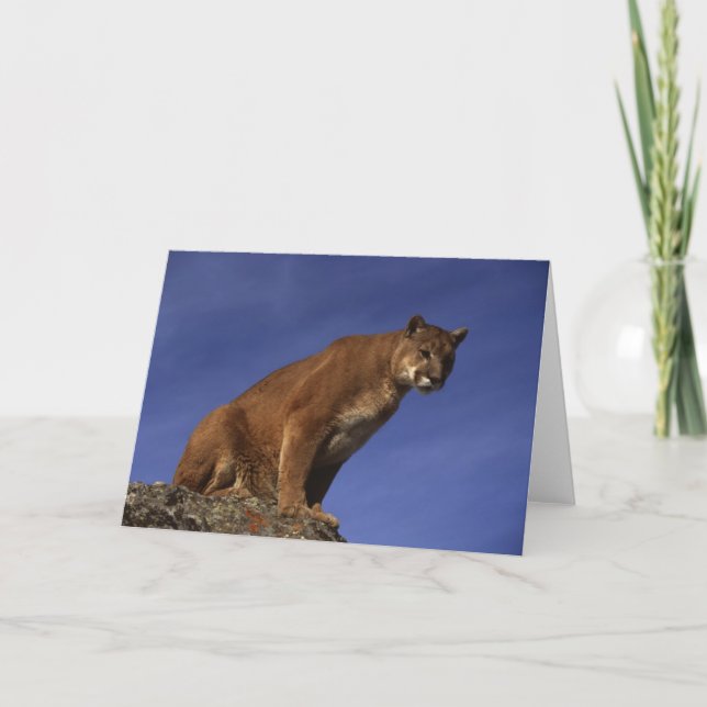 Carte Puma (Devant)