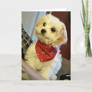 CARTE PUP SOUHAITE "VOTRE JUMEAU"/"MEILLEUR AMI" ANNIVER