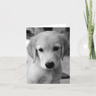 Carte Puppy