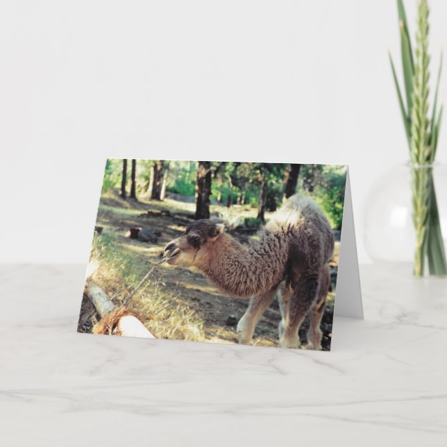 Carte Purnimama (Devant)