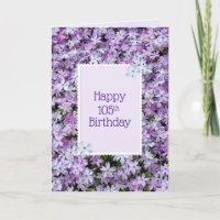 Purple Phlox Pour 105ème Anniversaire