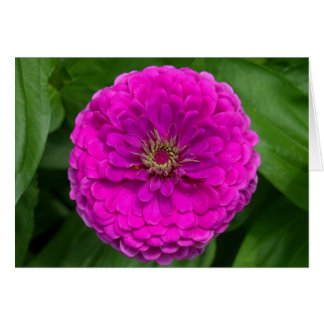 Carte Purple Zinnia