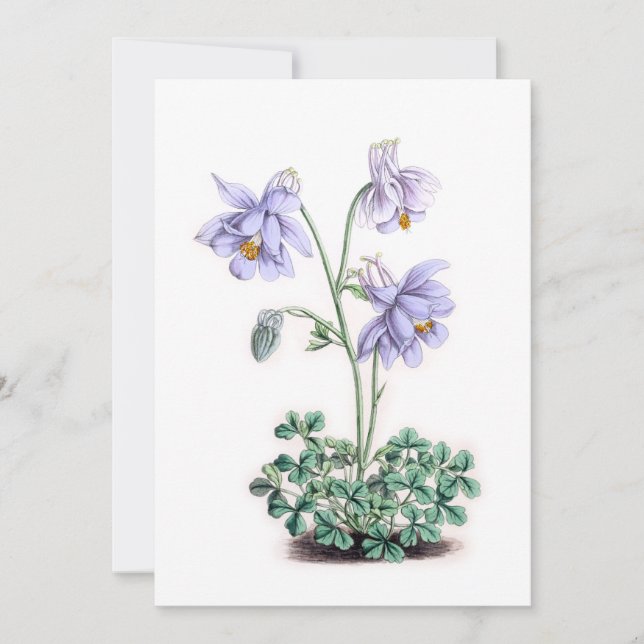 Carte Pyrénées Columbine - Aquilegia pyrenaica (Devant)