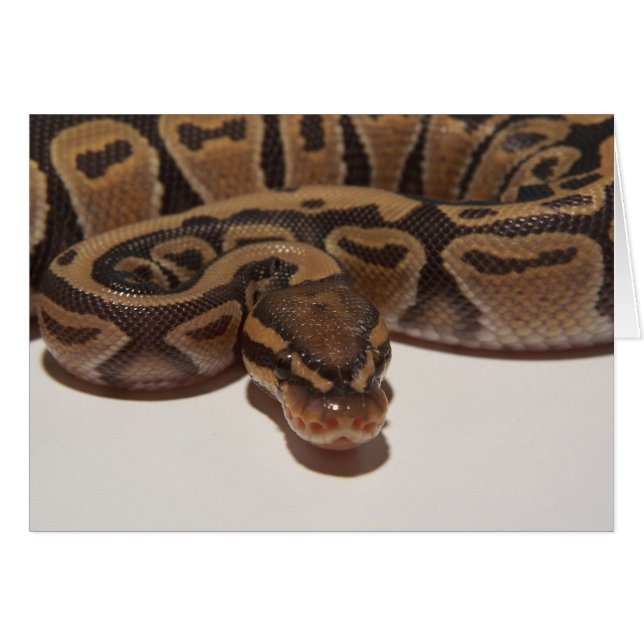 Carte Python Ball Ghost (Devant horizontal)