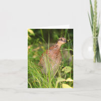 Quail Quiet regarde hors de la brosse