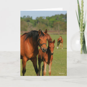 Carte Quartier Cheval Mare Et Foie Debout