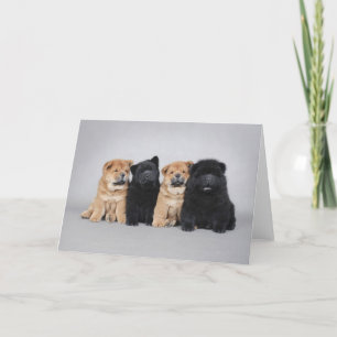 Carte Quatre petits chiots de bouffe de bouffe