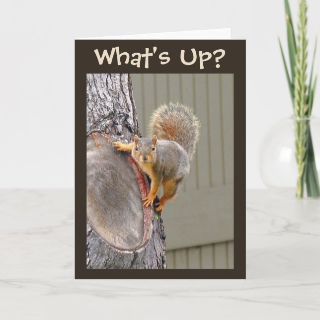Carte Qu'est ? Photo d'écureuil (Devant)