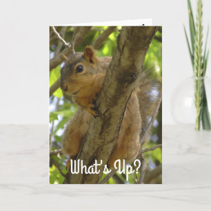 Carte Quoi de neuf, Ya Big Nut Funny Squirrel