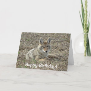 Carte R22 Coyote Laying