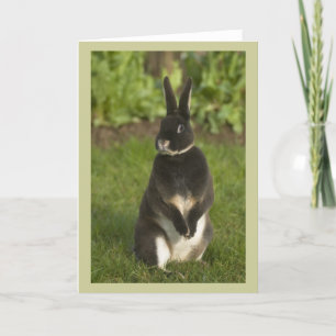 Carte Rabbit Rex