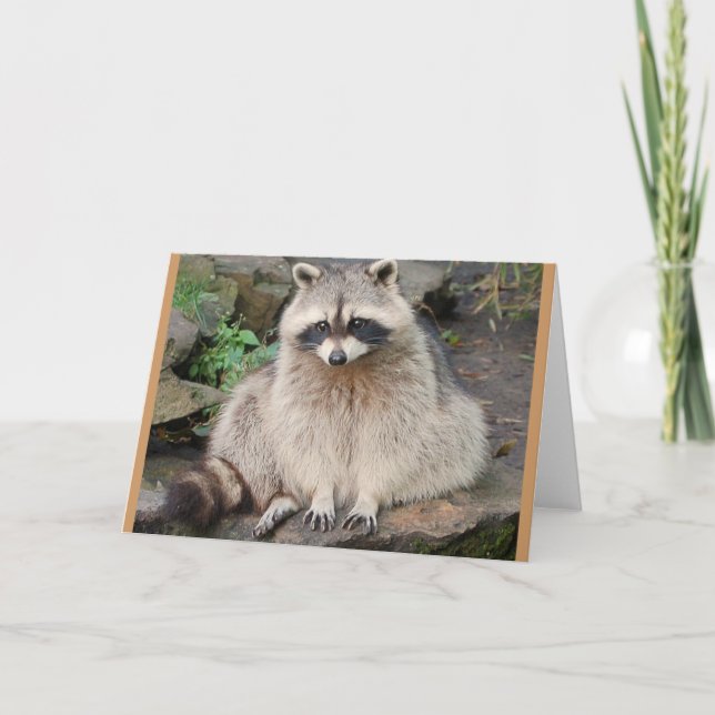 Carte Raccoon (Devant)