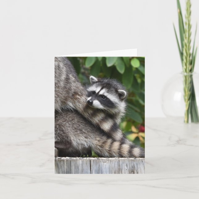 Carte Raccoon Babies ! (Devant)