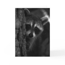 Raccoon de Peek-a-Boo