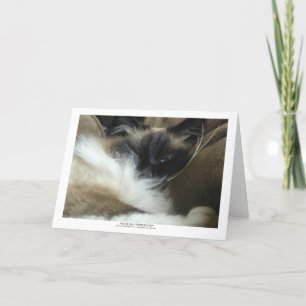 Carte Ragdoll Birman Cat