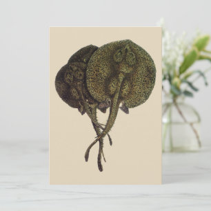 Carte Raies Pastenagues Raies Pastenagues, Animaux de la