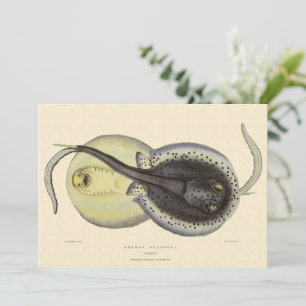 Carte Raies pastenagues tachetées, Animaux marins vintag