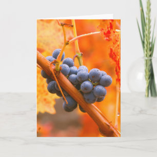 Carte Raisin Ripe Dans Le Vignoble