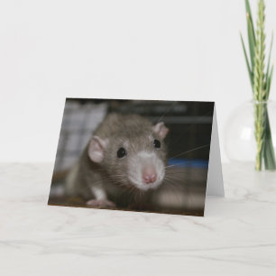 Carte Rat curieux