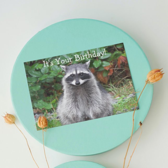 Carte Raton laveur mignon posant pour un anniversaire dr (In Situ)