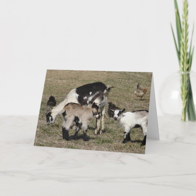 Carte Reba, Patti, Shamrock et Chickens (Devant)