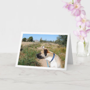 Carte Recherche de chien pour chat