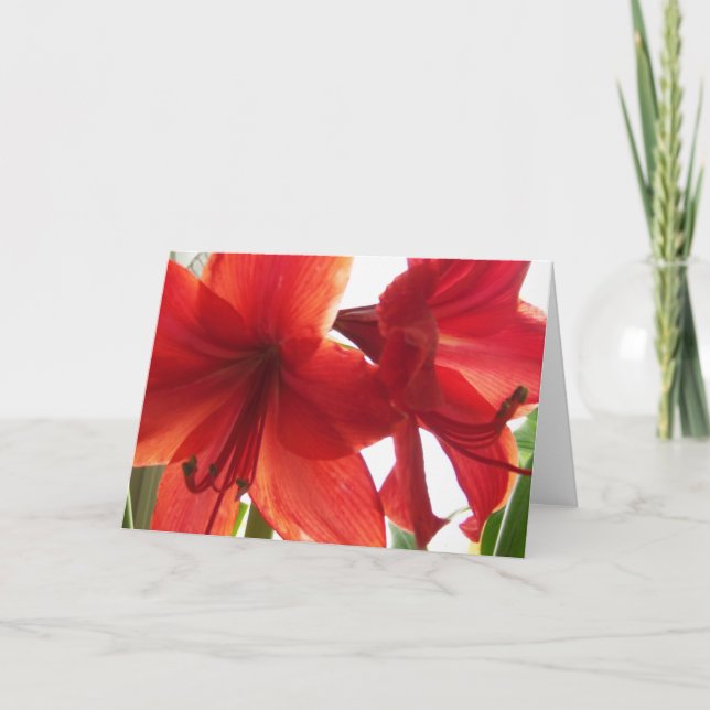 Carte Red Amaryllis (Devant)