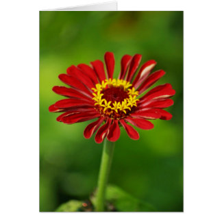 Carte Red Daisy