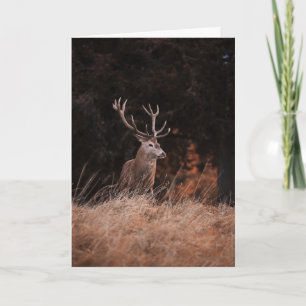 Carte Red Deer Stag