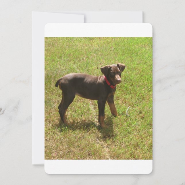 Carte Red_doberman_puppy.png (Devant)
